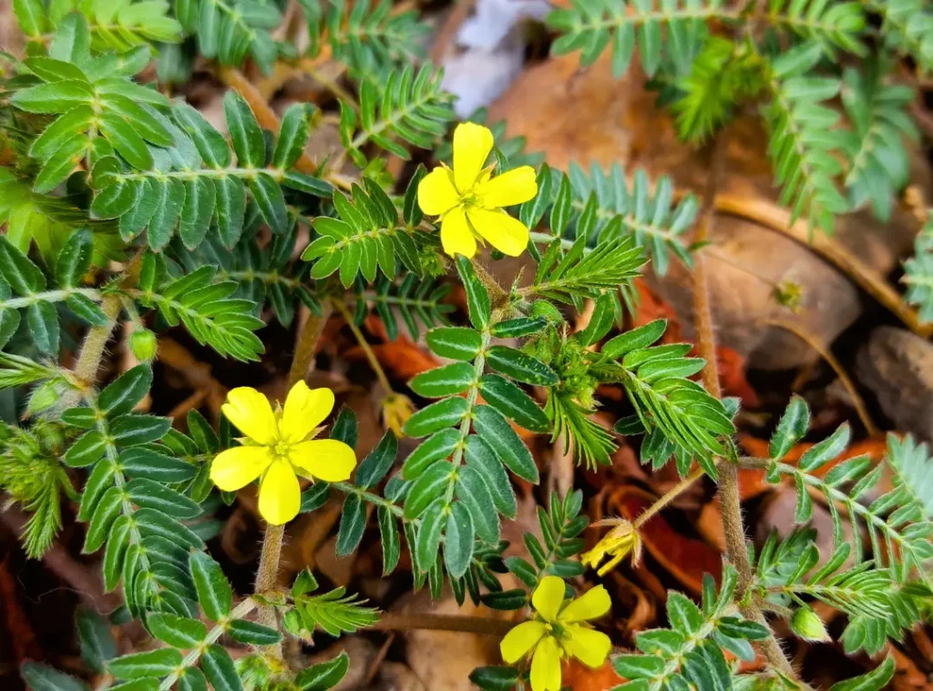 Phytohormones: Alternative for Menopause