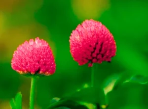 Red Clover Benefits