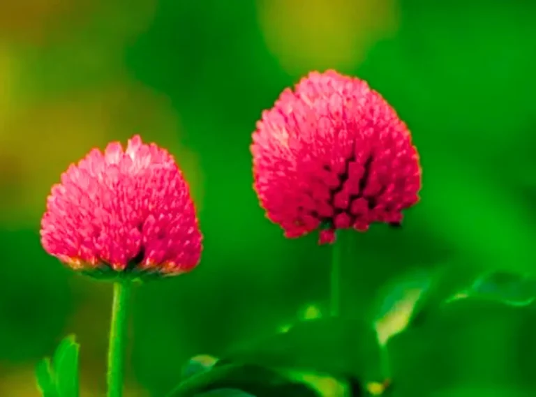best herbs for menopause