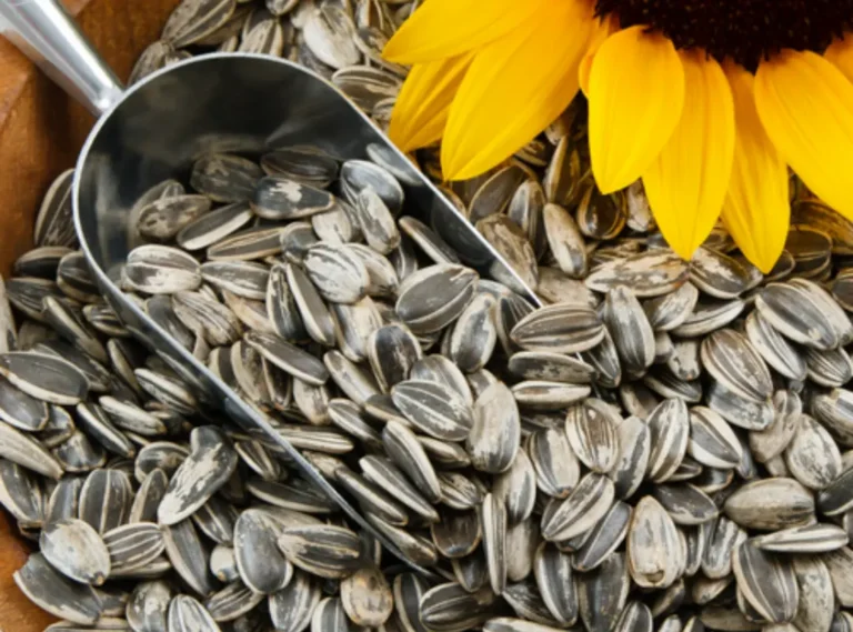 sunflower seed