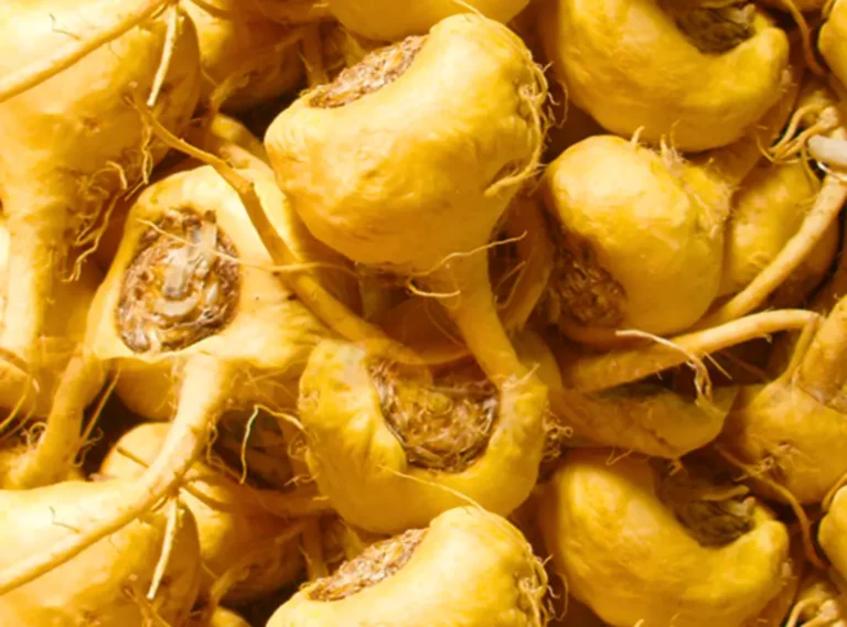 Action of Peruvian maca and your libido