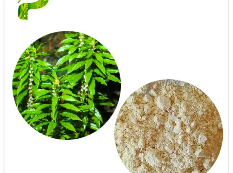 herbal remedy for poor memory