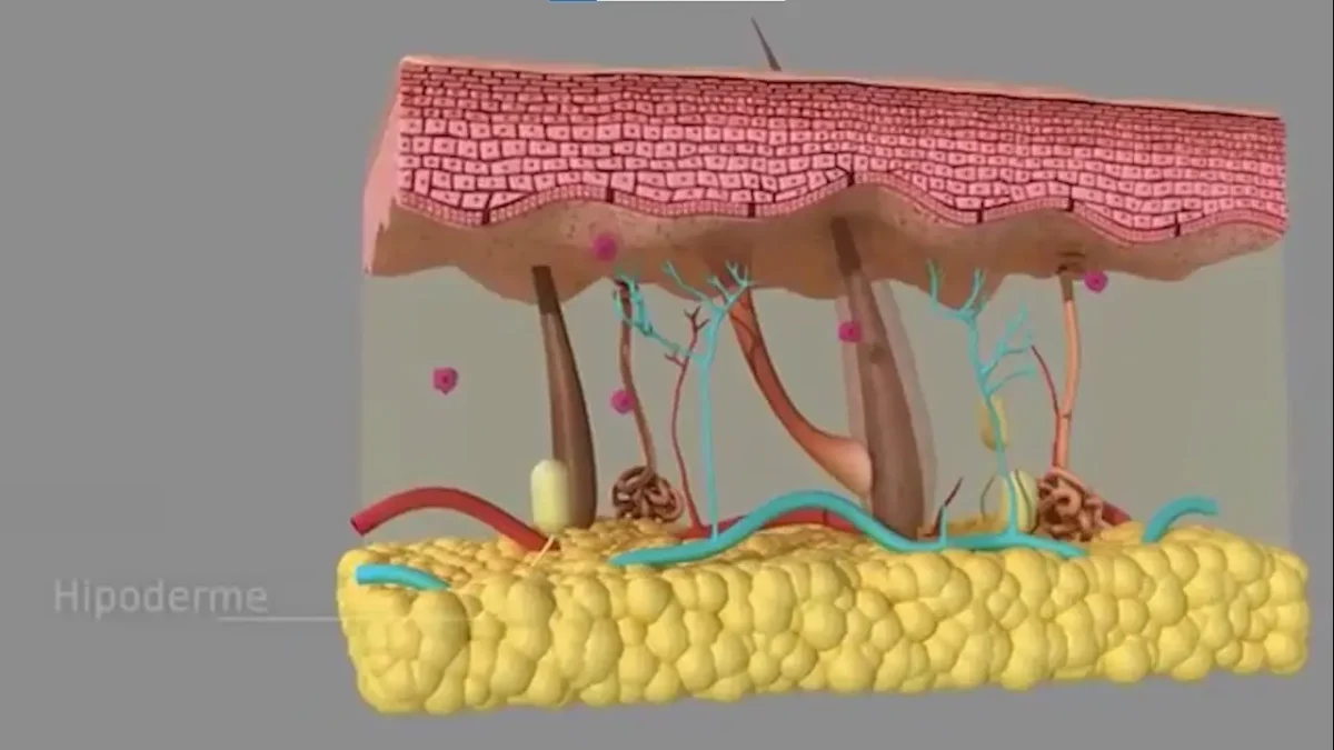 best collagen for women