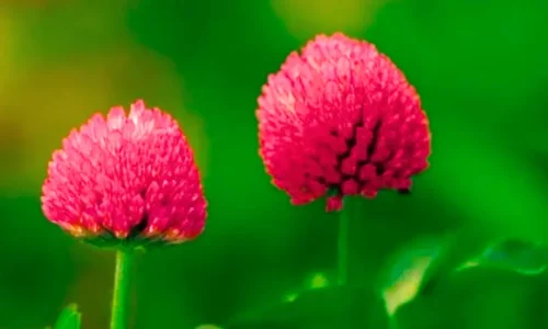 Red Clover Benefits